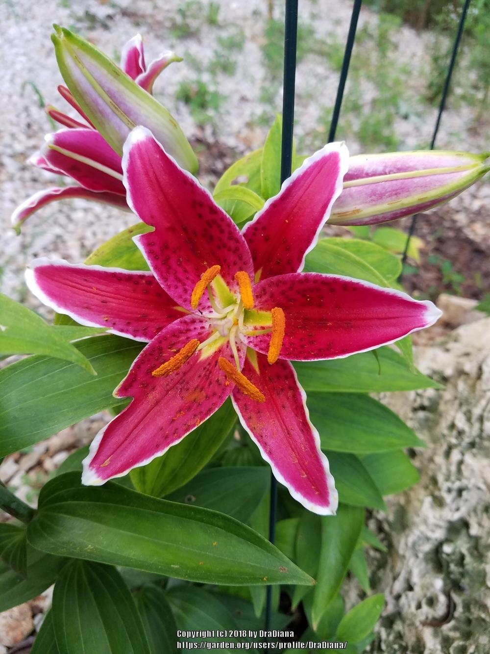 Photo of Lily (Lilium Lily Looks™ Sunny Grenada) uploaded by DraDiana