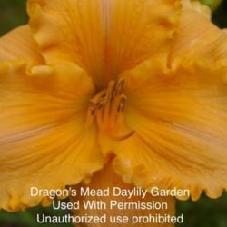 Location: Dragon’s Meade Daylilys 
Hybridizers Photo, Used with permission, Unauthorized use prohibi