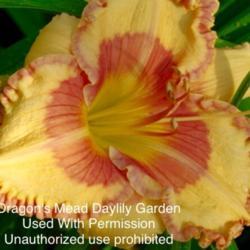 Location: Dragon’s Meade Daylilys 
Hybridizers Photo, Used with permission, Unauthorized use prohibi