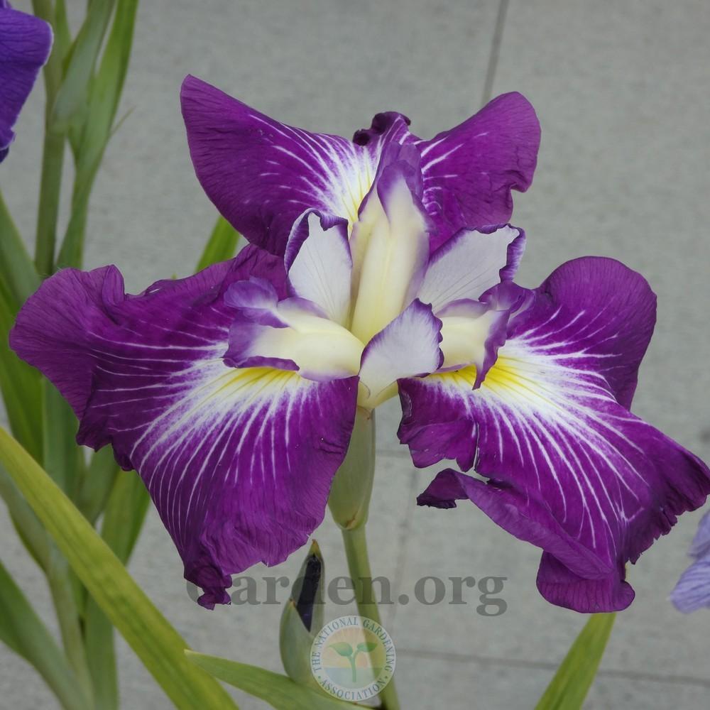 Photo of Japanese Iris (Iris ensata 'Dirigo Red Rocket') uploaded by Patty