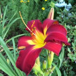 Location: My garden, Pequea, Pennsylvania, USA
Date: 2018-07-03
Spider Man's saturated red blooms are gorgeous! Heat wave in prog
