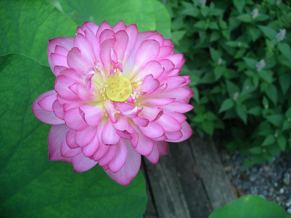Photo of Sacred Lotus (Nelumbo 'Momo Botan') uploaded by delicatustraba