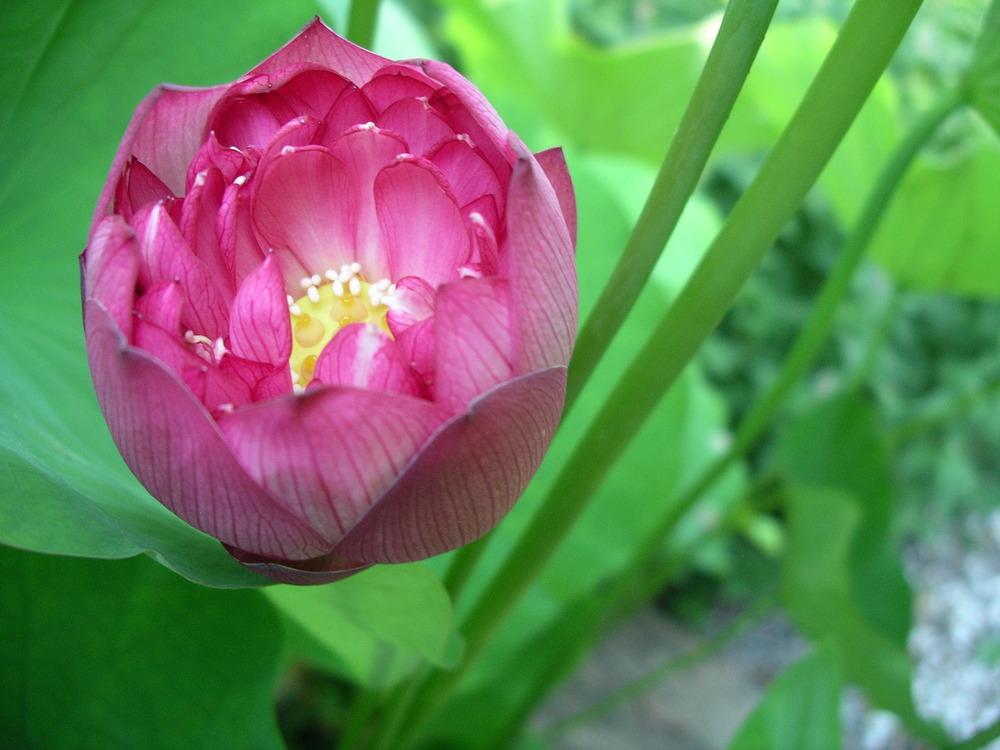 Photo of Sacred Lotus (Nelumbo 'Momo Botan') uploaded by delicatustraba