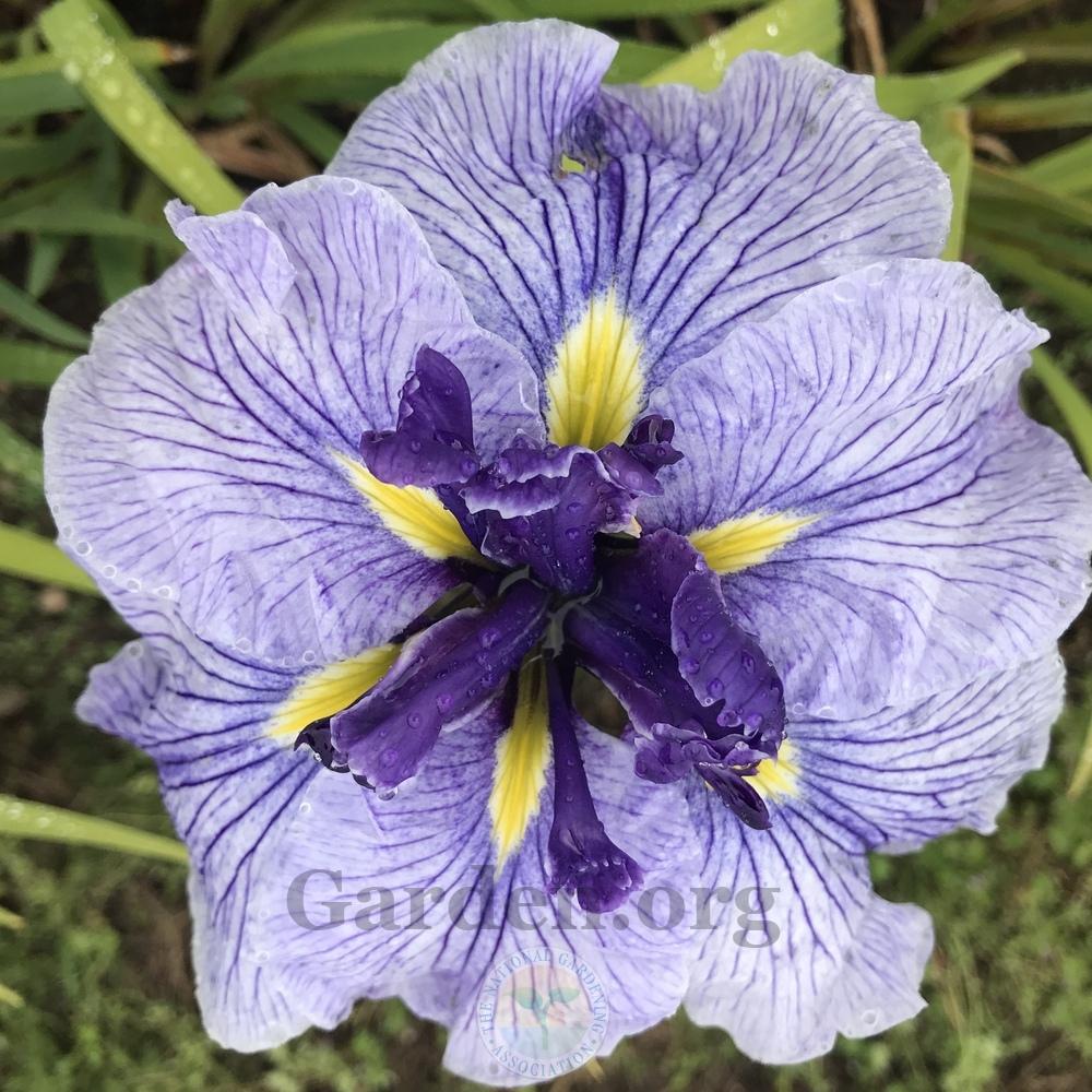 Photo of Japanese Iris (Iris ensata 'Blue Spritz') uploaded by Patty