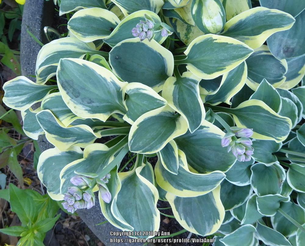 Photo of Hosta 'Mighty Mouse' uploaded by ViolaAnn