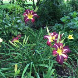 Location: My garden, Pequea, Pennsylvania, USA
Date: 2018-07-04
Scapes need support or they flop.