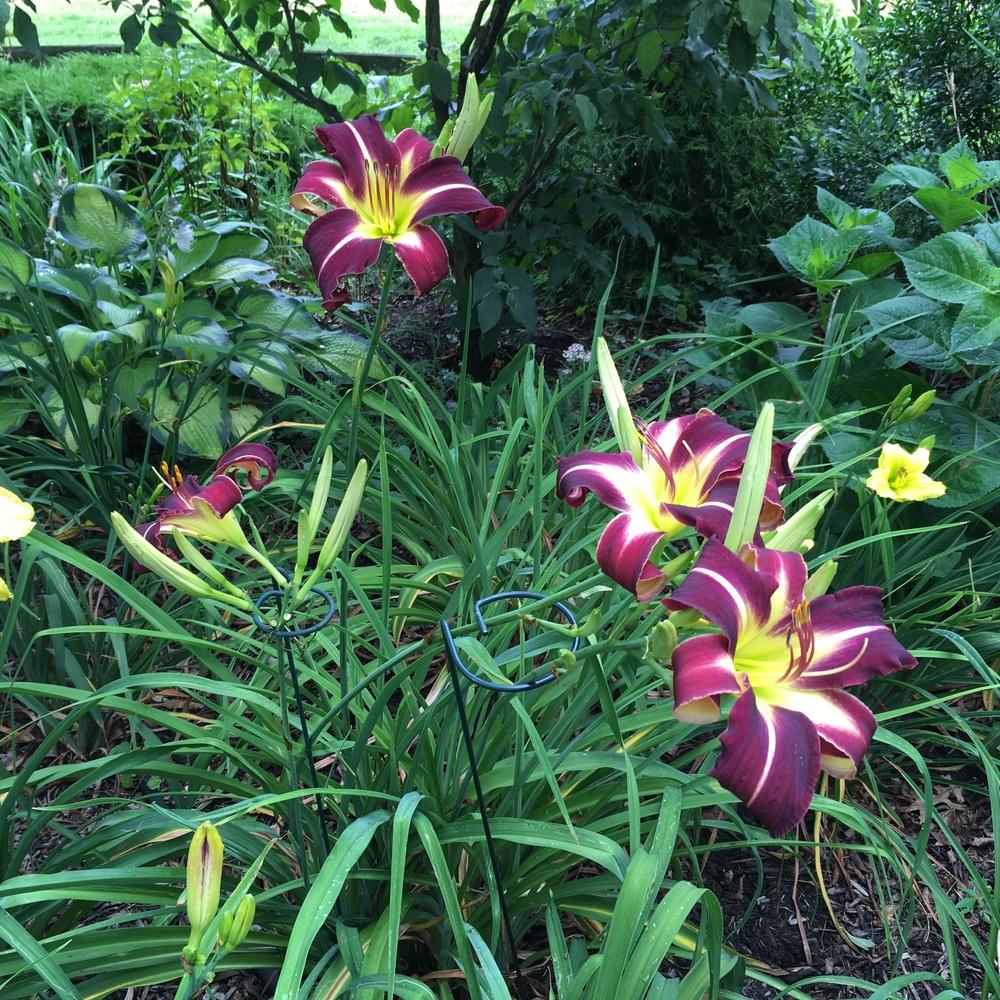 Photo of Daylily (Hemerocallis 'Creature of the Night') uploaded by csandt