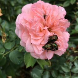 Location: My garden, Pequea, Pennsylvania, USA
Date: 2018-07-04
The plague has arrived: first sighting of Japanese beetles in 201