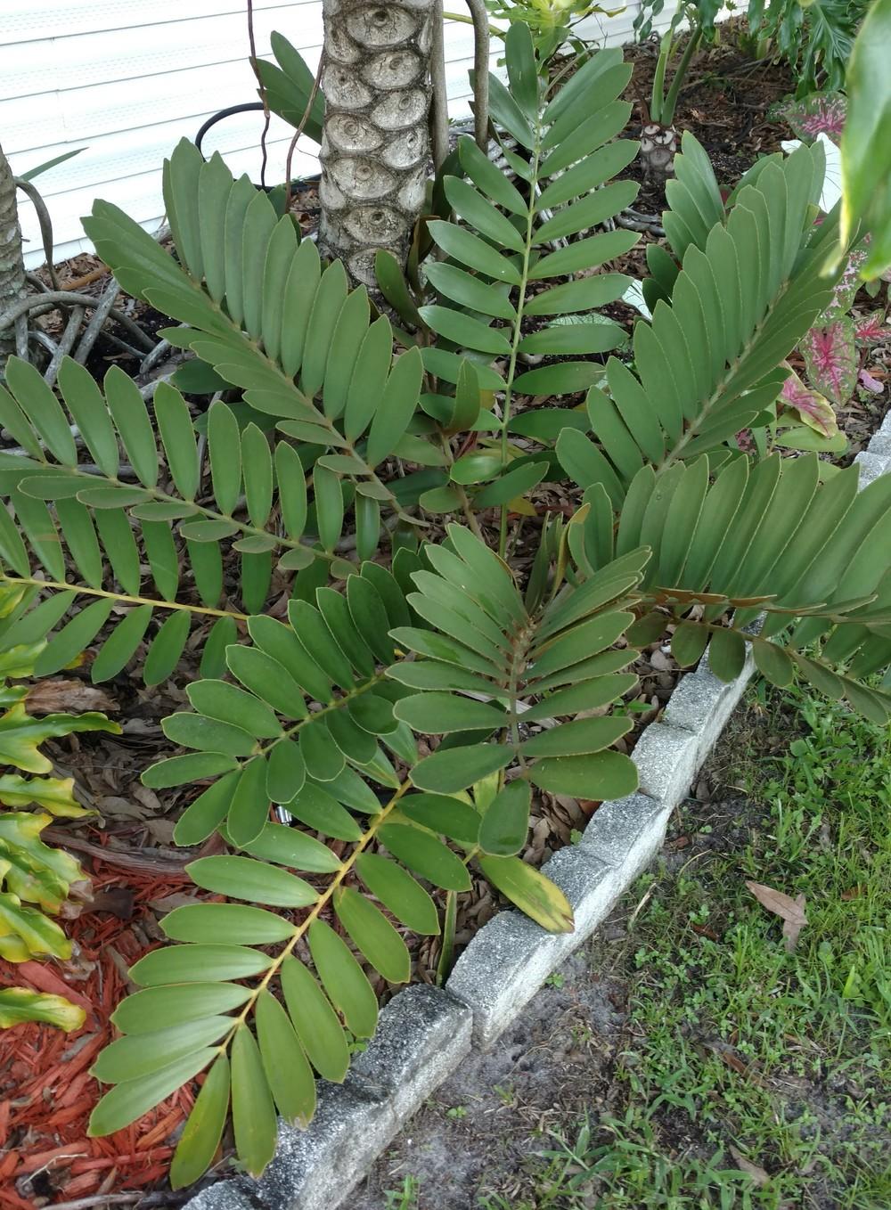 Photo of Cardboard Palm (Zamia furfuracea) uploaded by wilmarosebud