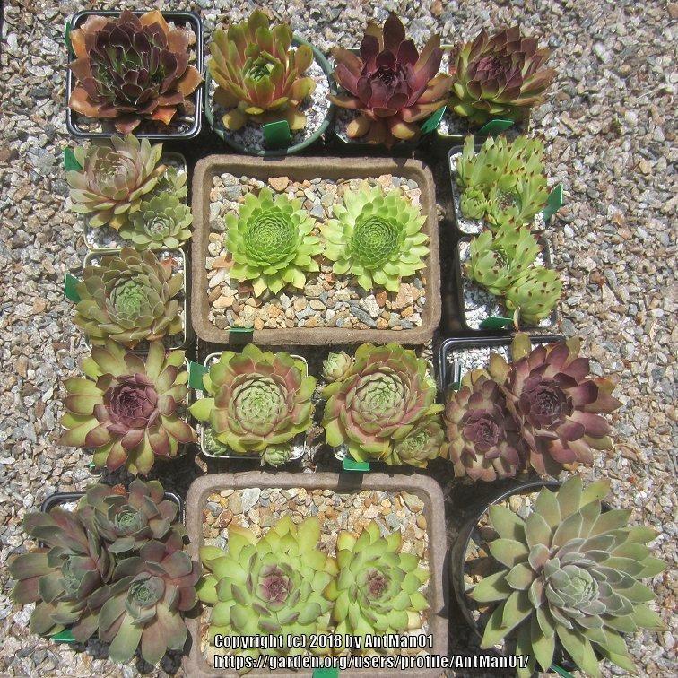 Photo of Sempervivum uploaded by AntMan01