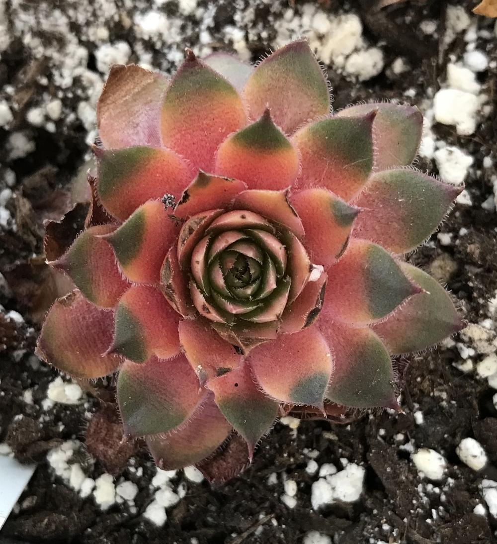 Photo of Hen and Chicks (Sempervivum 'Mitchell's Gold') uploaded by Foxamilion