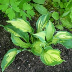 Location: Nora's Garden - Castlegar, B.C.
Date: 2017-06-24
- A smaller plant with very fluid lines.
