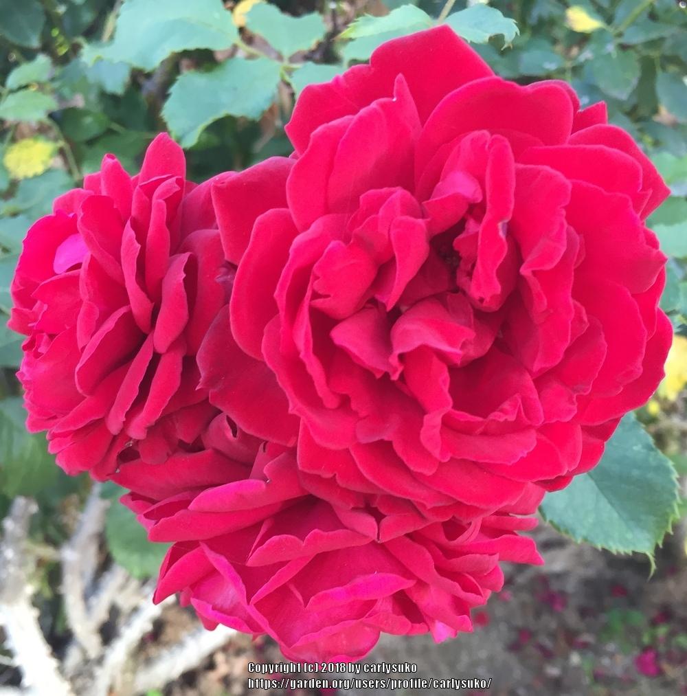 Photo of Rose (Rosa 'Blaze') uploaded by carlysuko