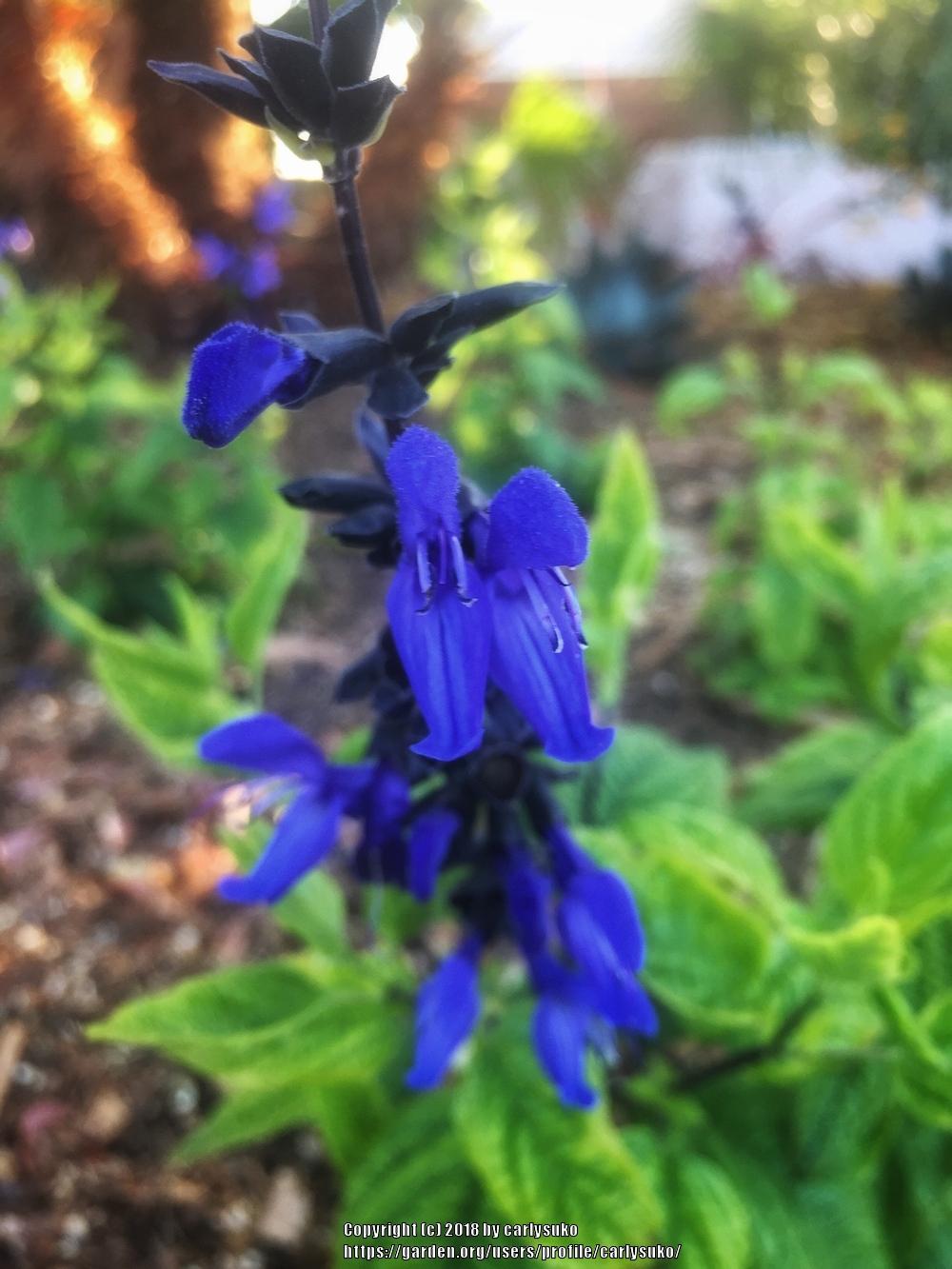 Photo of Anise-Scented Sage (Salvia coerulea 'Black and Blue') uploaded by carlysuko