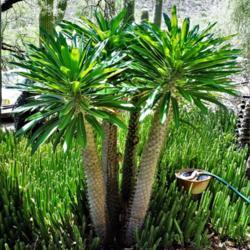 Location: Tucson, Arizona
Date: 2018-07-05
A very healthy palm in a semi-shaded location and a winter tent t