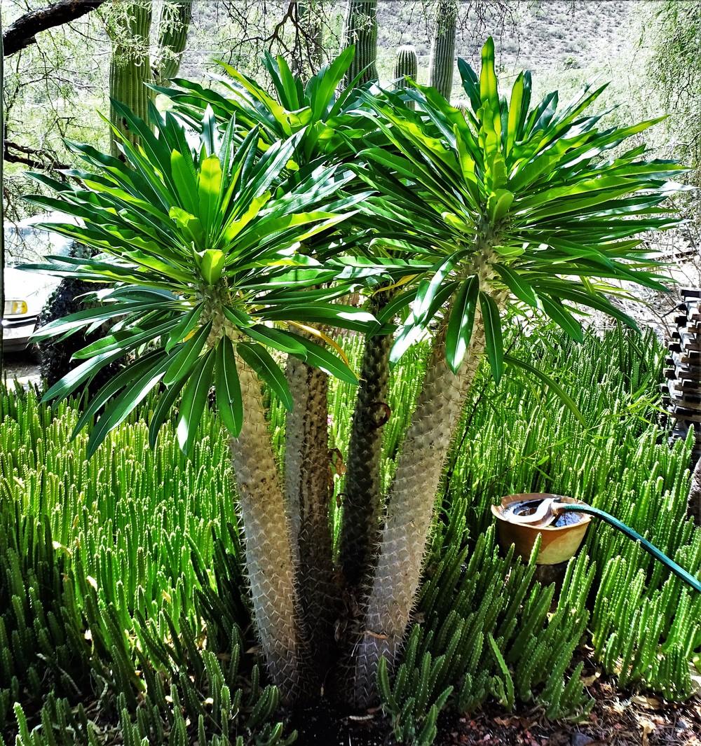 Photo of Madagascar Palm (Pachypodium lamerei) uploaded by lasertrimguy