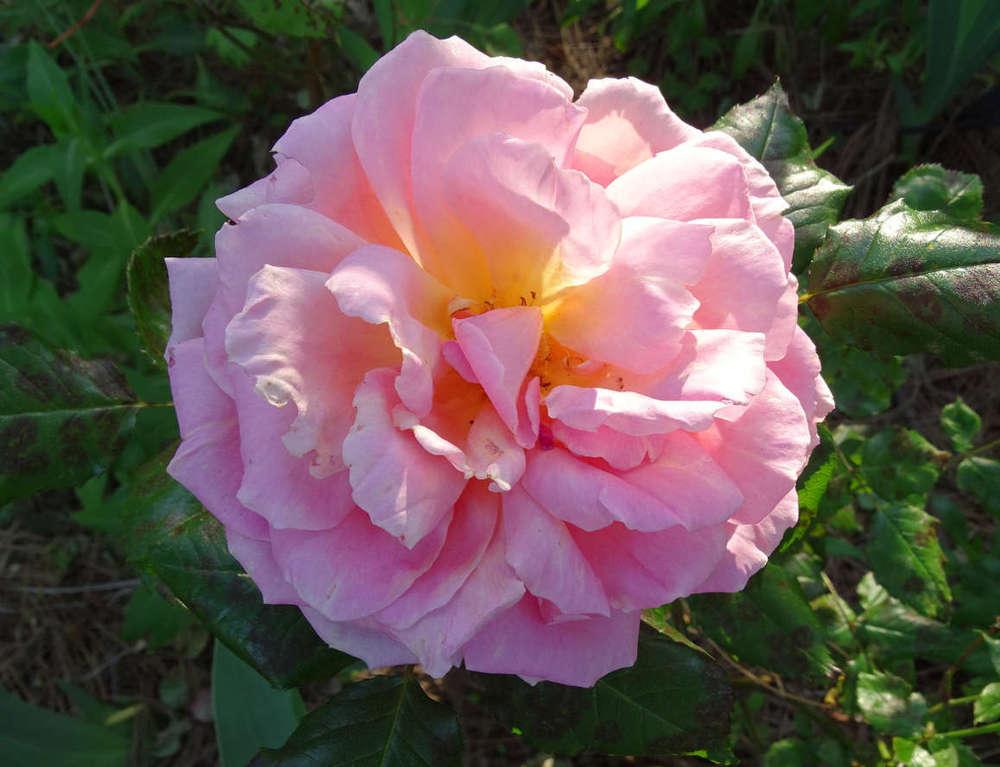 Photo of Rose (Rosa 'Shot Silk') uploaded by Beth_NorCal