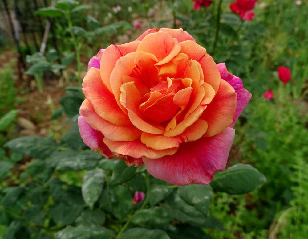 Photo of Rose (Rosa 'Autumn') uploaded by Beth_NorCal