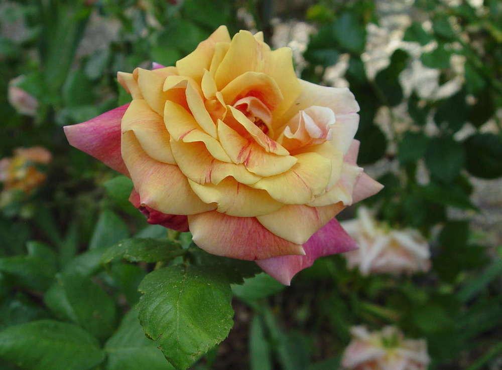 Photo of Rose (Rosa 'Autumn') uploaded by Beth_NorCal