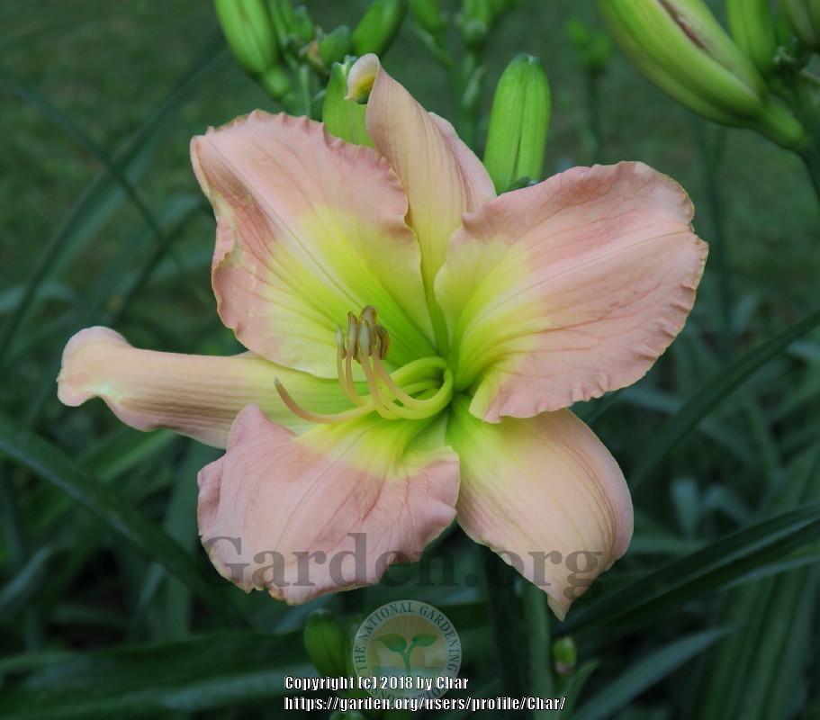 Photo of Daylily (Hemerocallis 'Tossed by the Waves') uploaded by Char