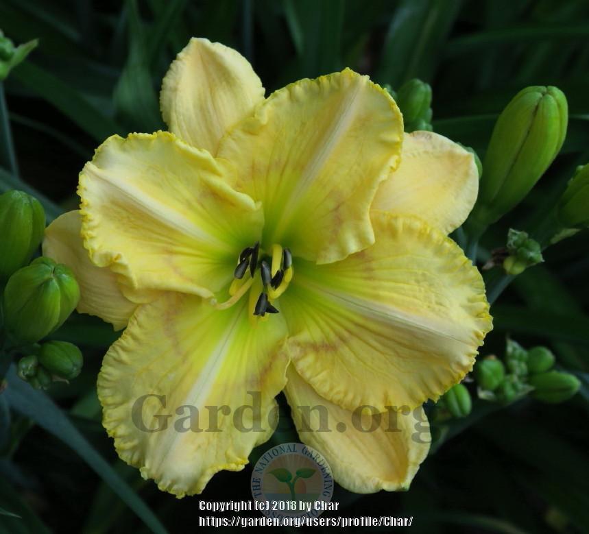 Photo of Daylily (Hemerocallis 'Forest for the Sun') uploaded by Char