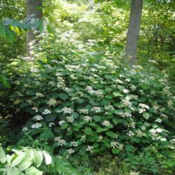 Location: Mount Cuba Center, Hockessin, Delaware
Date: 2018-06-29
shrub in bloom in native, natural landscape