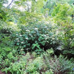 Location: Mount Cuba Center, Hockessin, Delaware
Date: 2018-06-29
shrub in white bloom in native, natural landscape