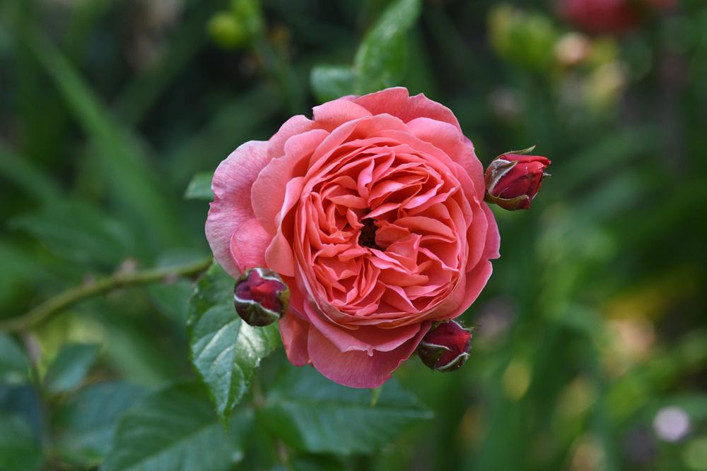 Photo of Rose (Rosa 'Summer Song') uploaded by cliftoncat