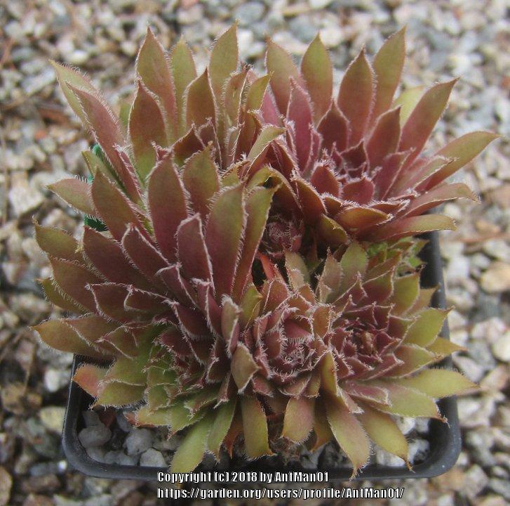 Photo of Hen and Chicks (Sempervivum 'Astrid') uploaded by AntMan01