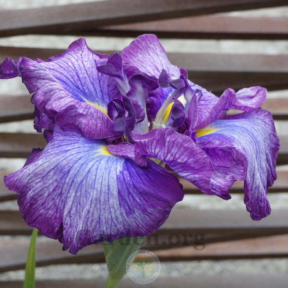 Photo of Japanese Iris (Iris ensata 'Jocasta') uploaded by Patty