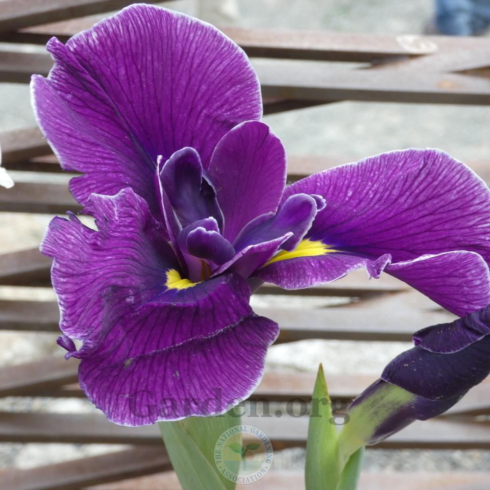 Photo of Japanese iris (Iris ensata 'Japanese Pinwheel') uploaded by Patty