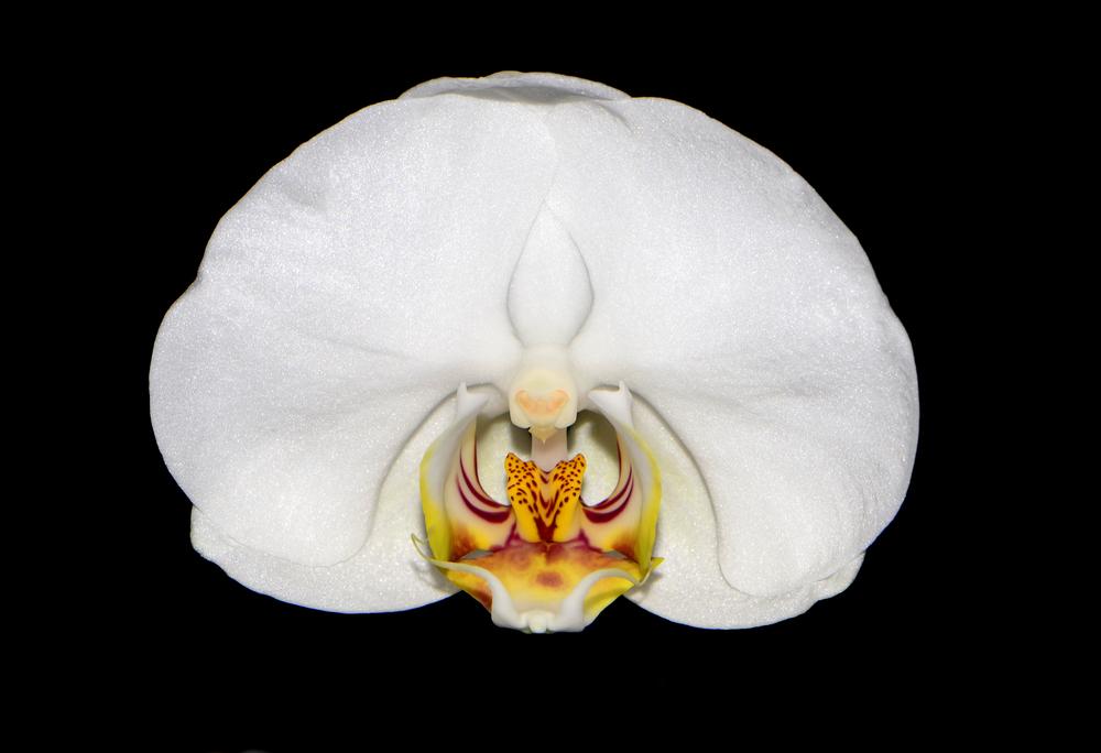 Photo of Moth Orchid (Phalaenopsis) uploaded by dawiz1753