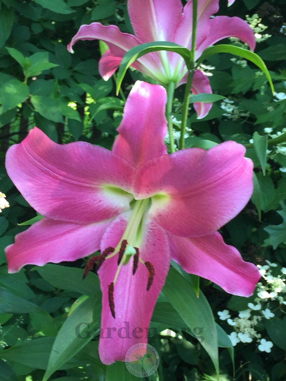 Photo of Lily (Lilium 'Guardia') uploaded by magnolialover