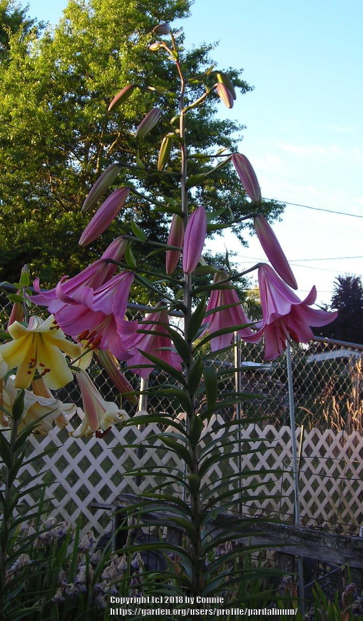 Photo of Lily (Lilium 'Pink Jazz') uploaded by pardalinum