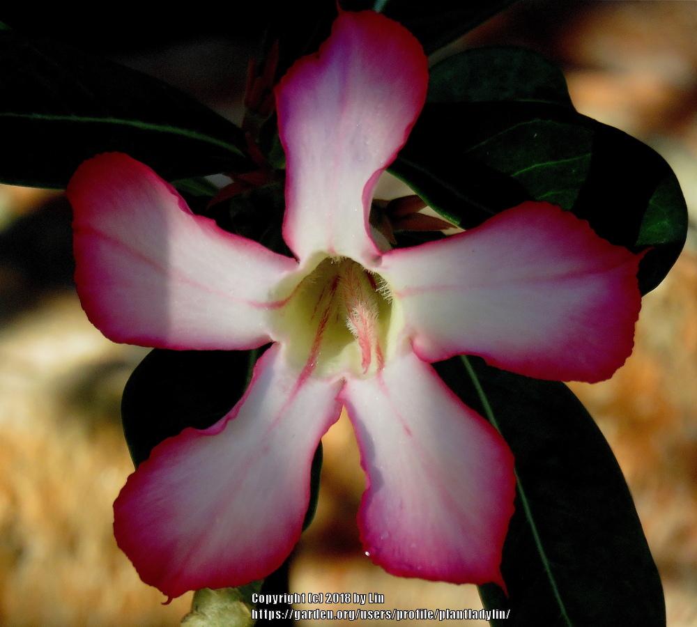 Photo of Desert Rose (Adenium obesum) uploaded by plantladylin