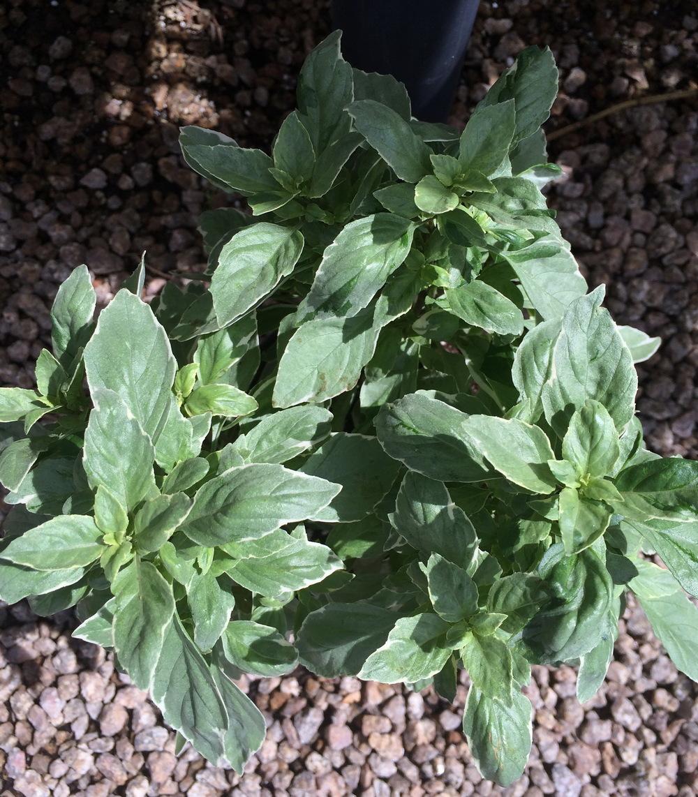 Photo of Common Basil (Ocimum africanum 'Pesto Perpetuo') uploaded by plantmanager