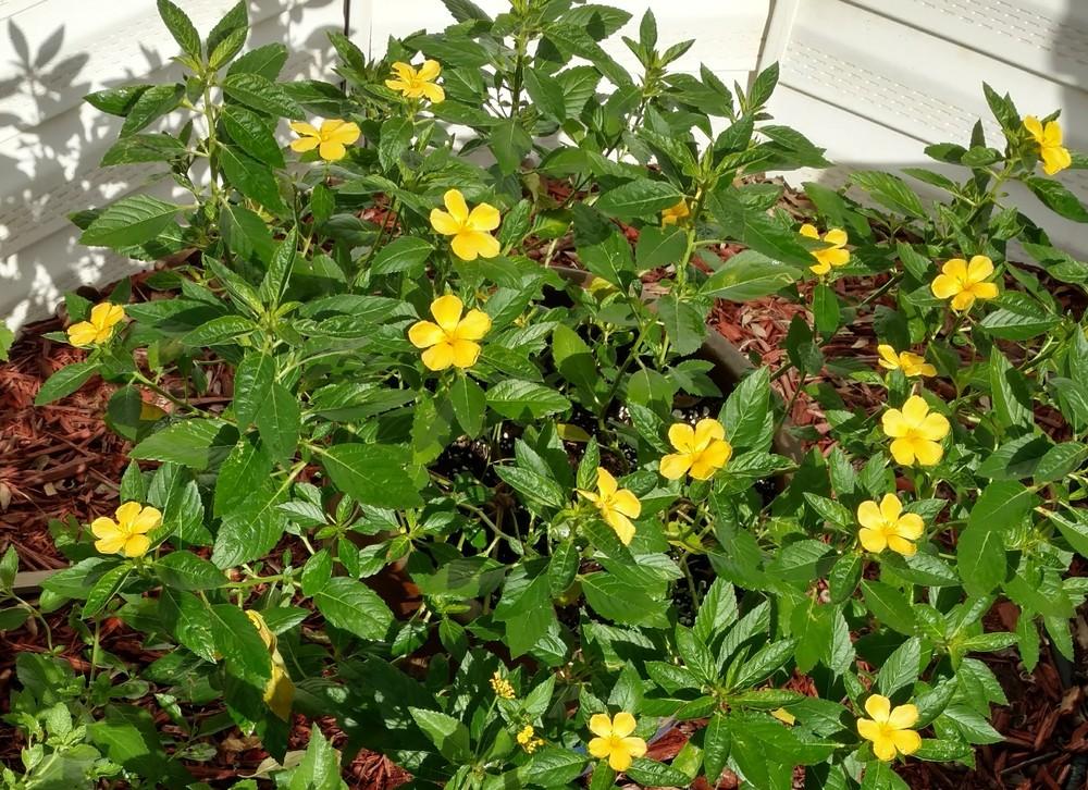 Photo of Yellow Alder (Turnera ulmifolia) uploaded by wilmarosebud