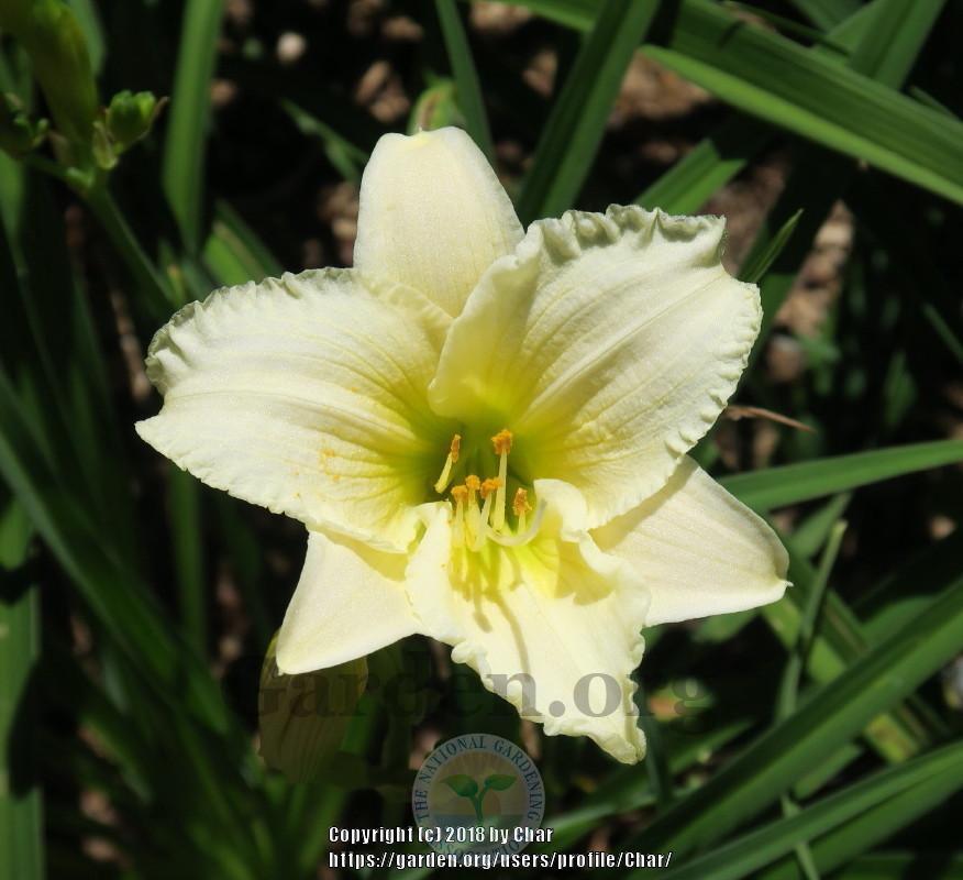 Photo of Daylily (Hemerocallis 'Accentuate the Green') uploaded by Char