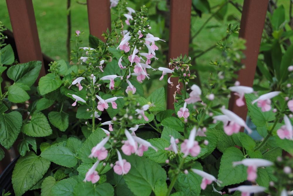 Photo of Sage (Salvia coccinea Summer Jewel™ Pink) uploaded by ILPARW