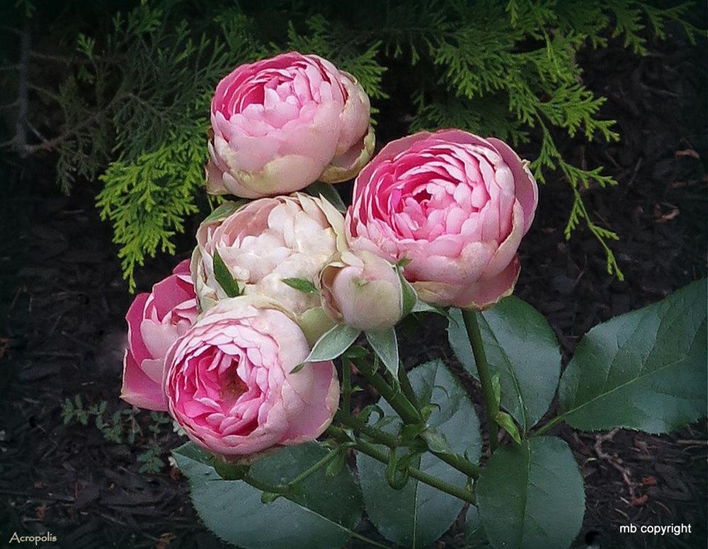 Photo of Rose (Rosa 'Acropolis') uploaded by MargieNY