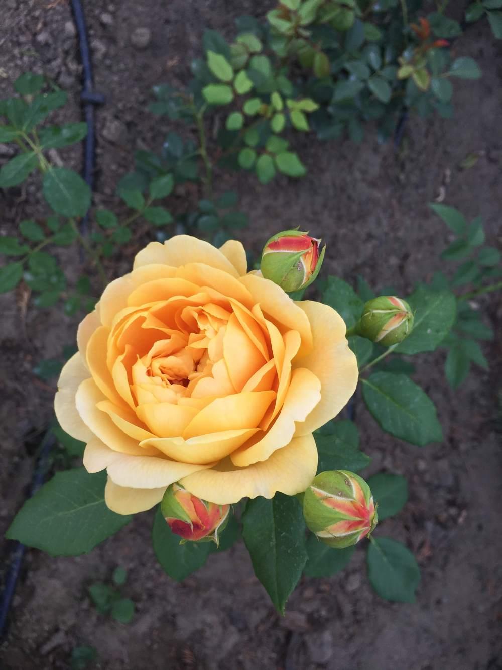 Photo of Rose (Rosa 'Graham Thomas') uploaded by MuseumUA