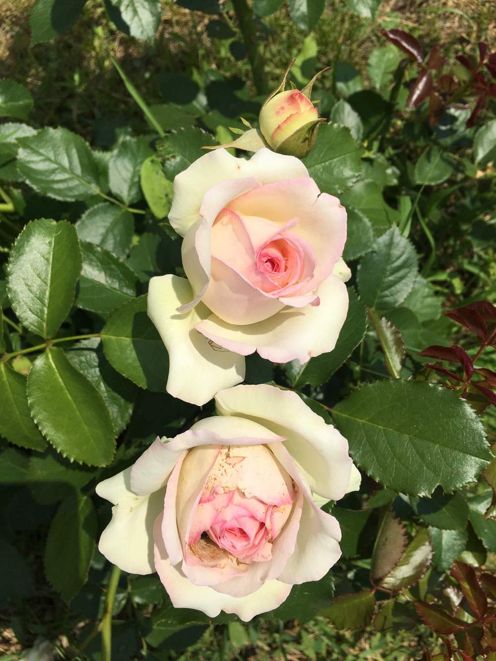 Photo of Rose (Rosa 'Pierre de Ronsard') uploaded by MuseumUA