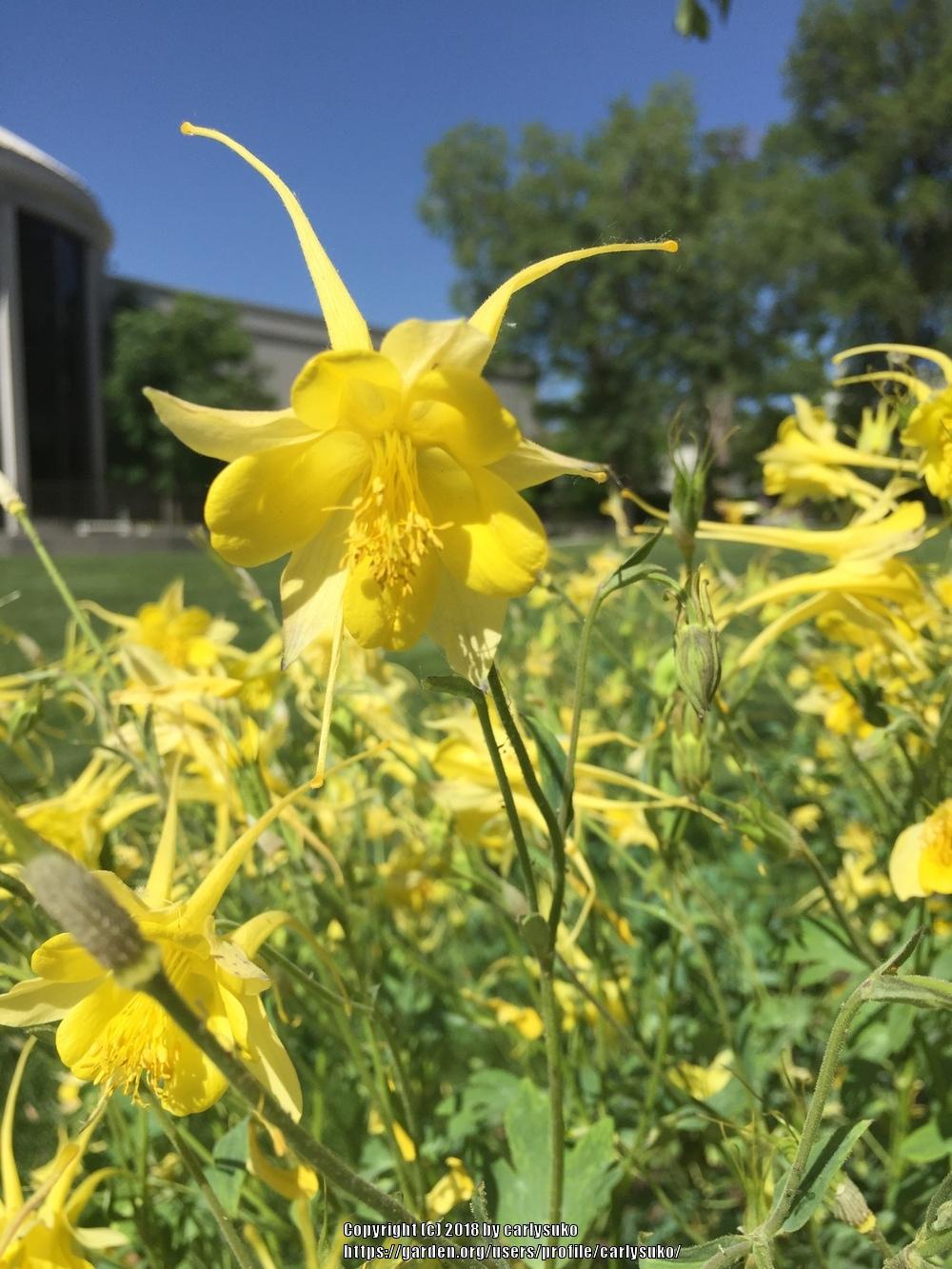 Photo of Golden Columbine (Aquilegia chrysantha) uploaded by carlysuko