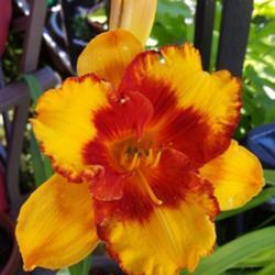 Location: My garden, Eagle Point, Oregon
Date: 2018-06-24
FFE Bloom, Beautiful!