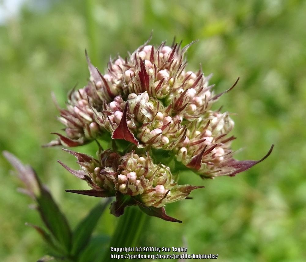 Photo of Valerian (Valeriana officinalis) uploaded by kniphofia