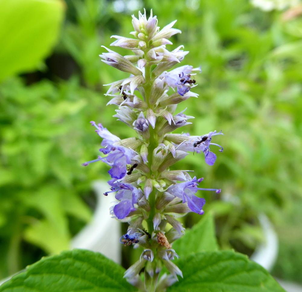 Photo of Korean Mint (Agastache rugosa) uploaded by wildflowers