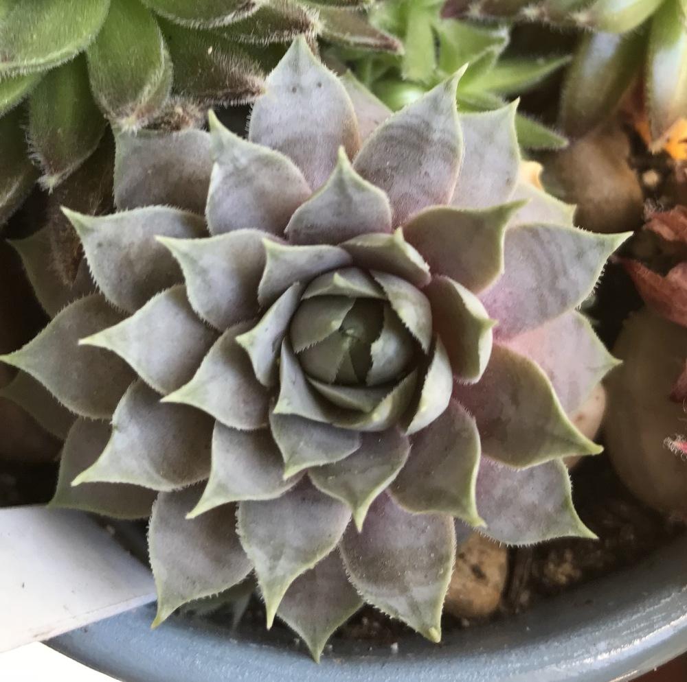 Photo of Hen and Chicks (Sempervivum 'Lilac Time') uploaded by Foxamilion