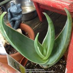 Location: In my garden, Falls Church, VA
Date: 2018-06-23
This aloe is a young plant