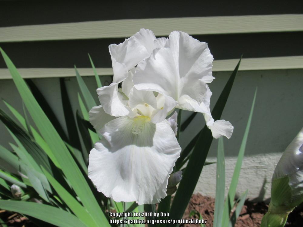 Photo of Irises (Iris) uploaded by NJBob