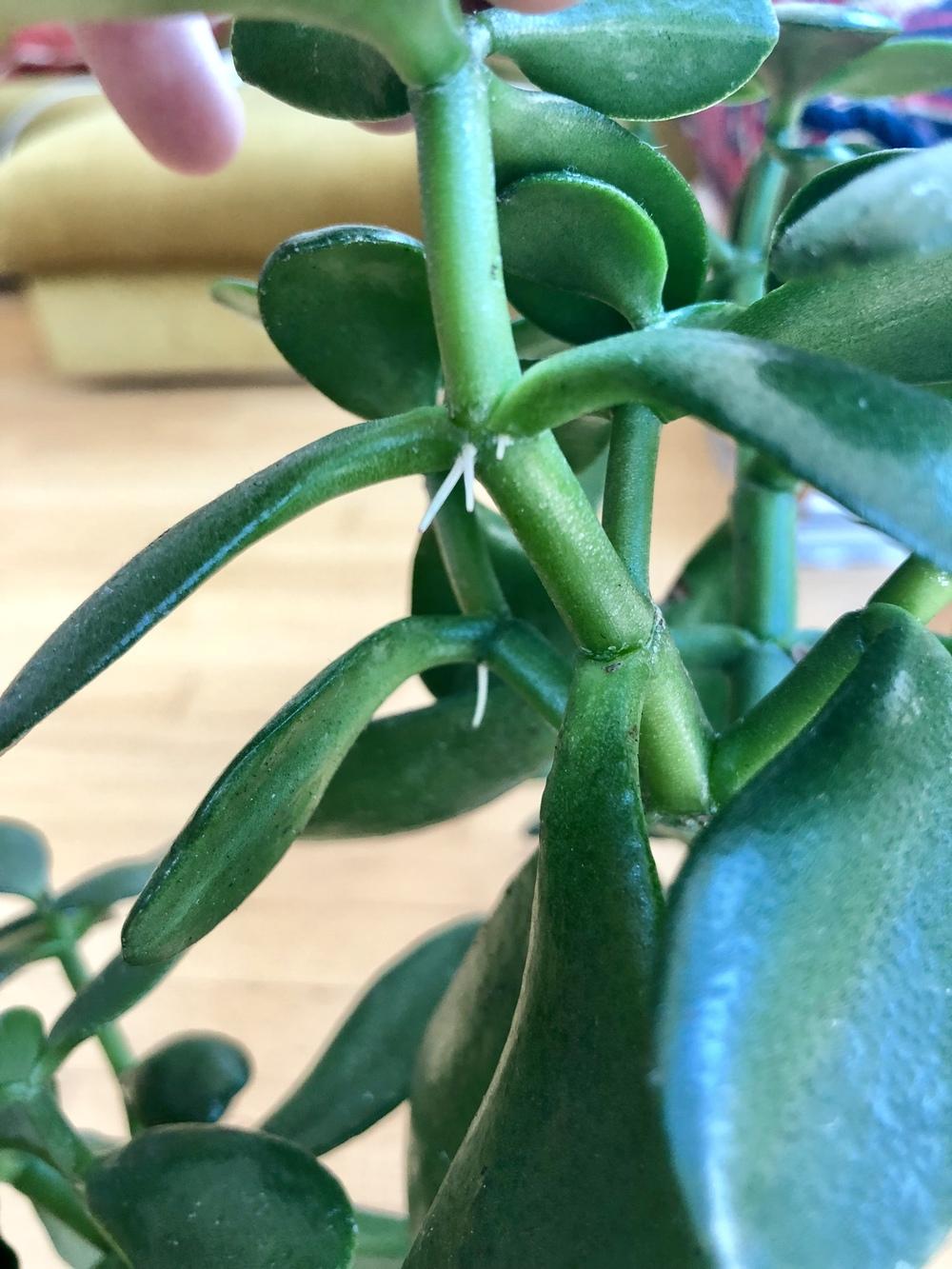 Photo of Jade Plant (Crassula ovata) uploaded by SleepyWhippet